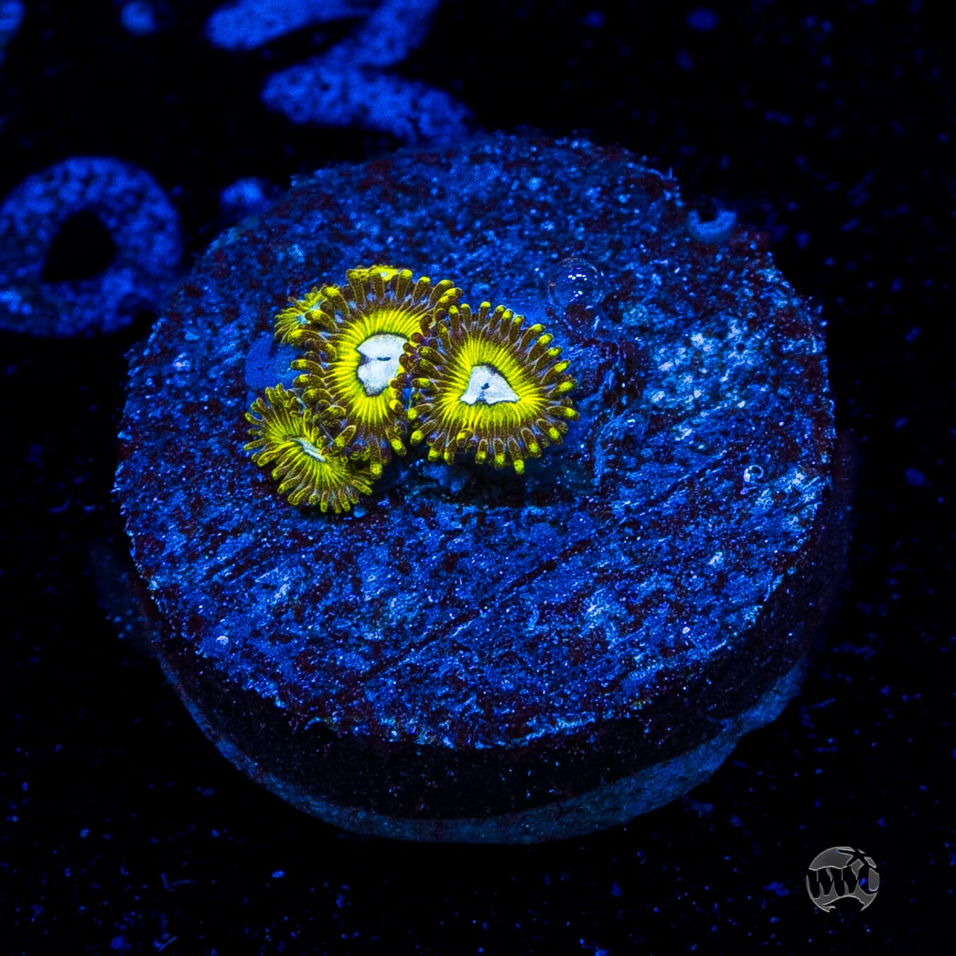 Pikachuz Zoanthids