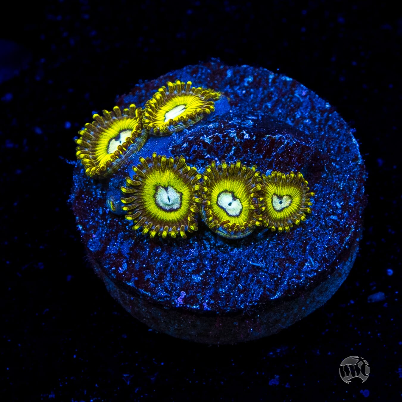 Pikachuz Zoanthids