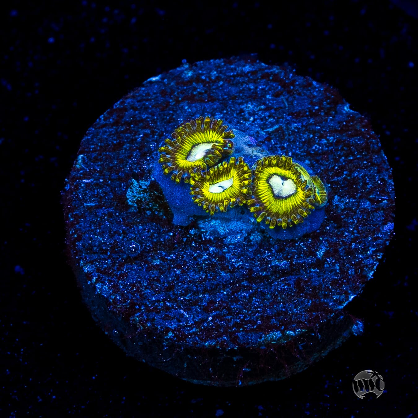 Pikachuz Zoanthids