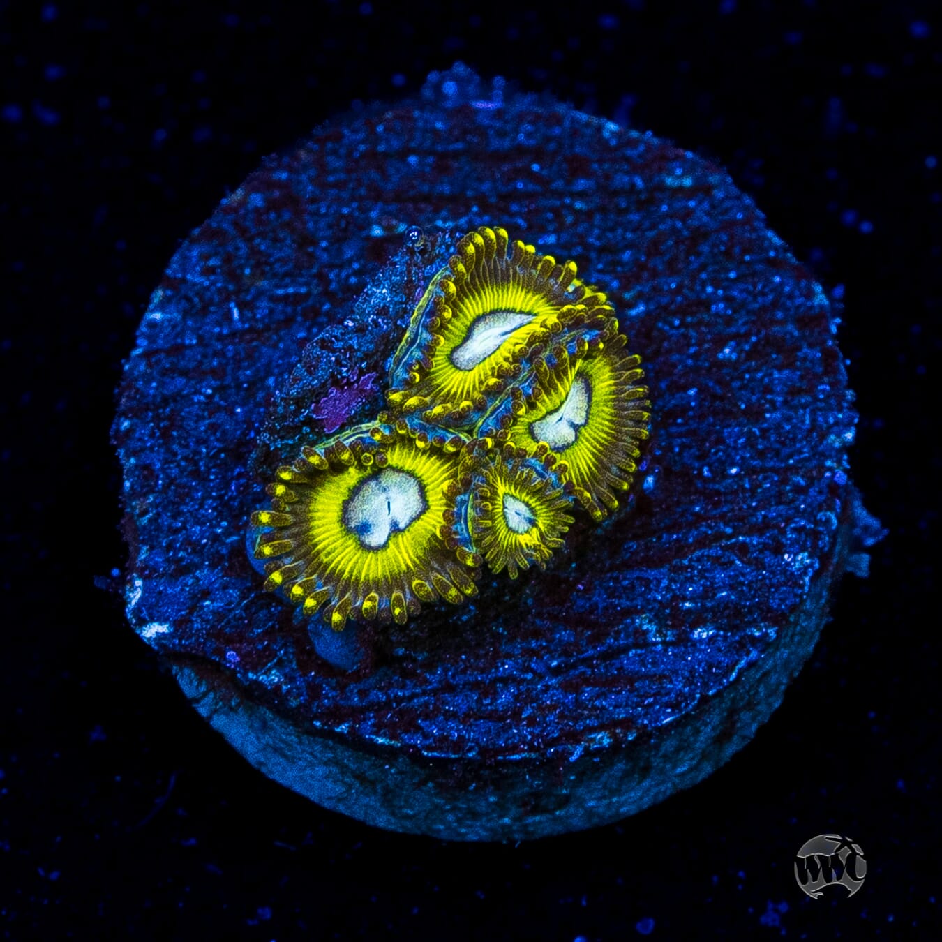 Pikachuz Zoanthids