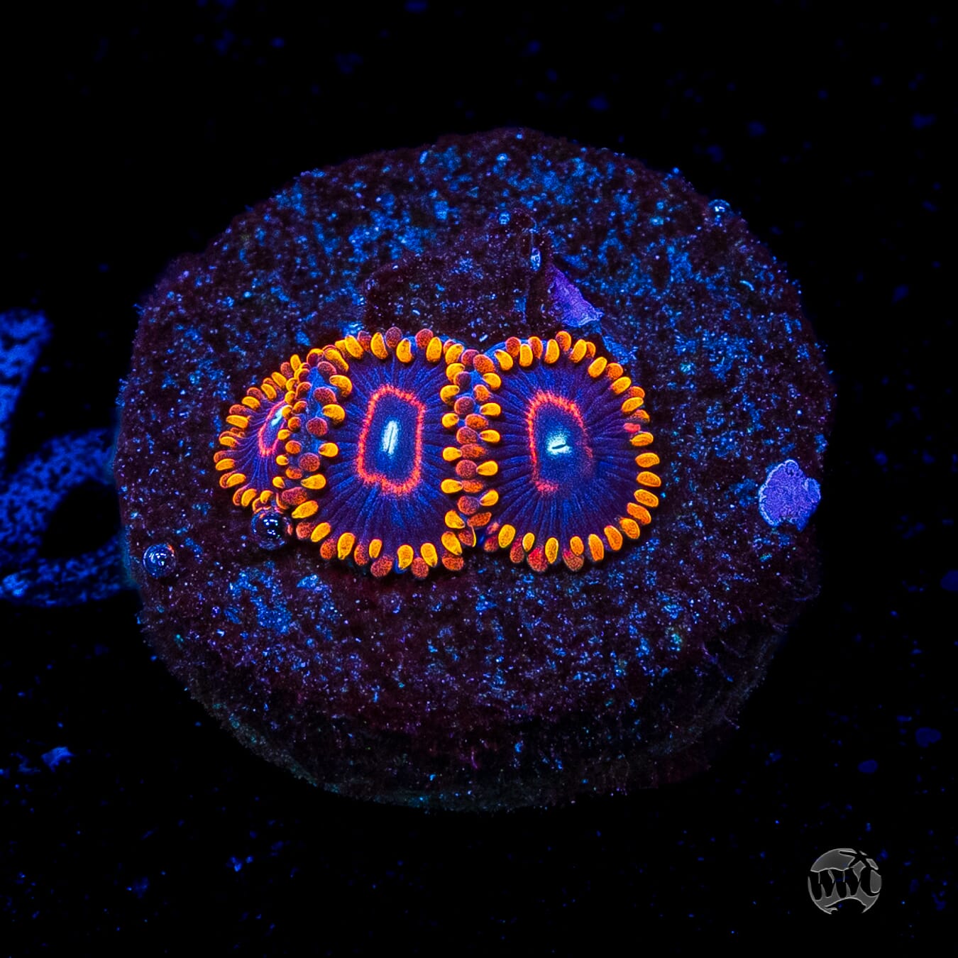 Red Hornet Zoanthids