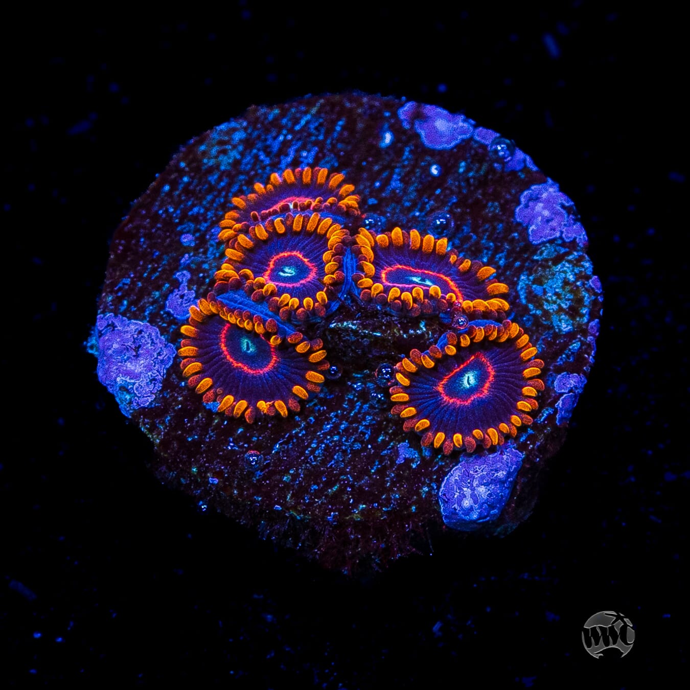 Red Hornet Zoanthids