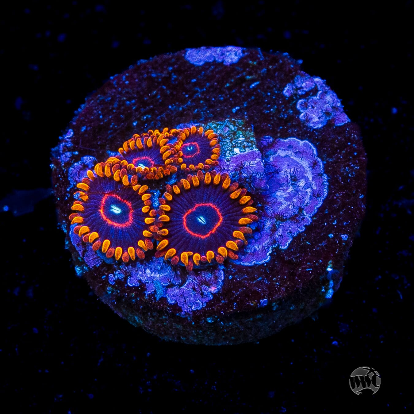 Red Hornet Zoanthids