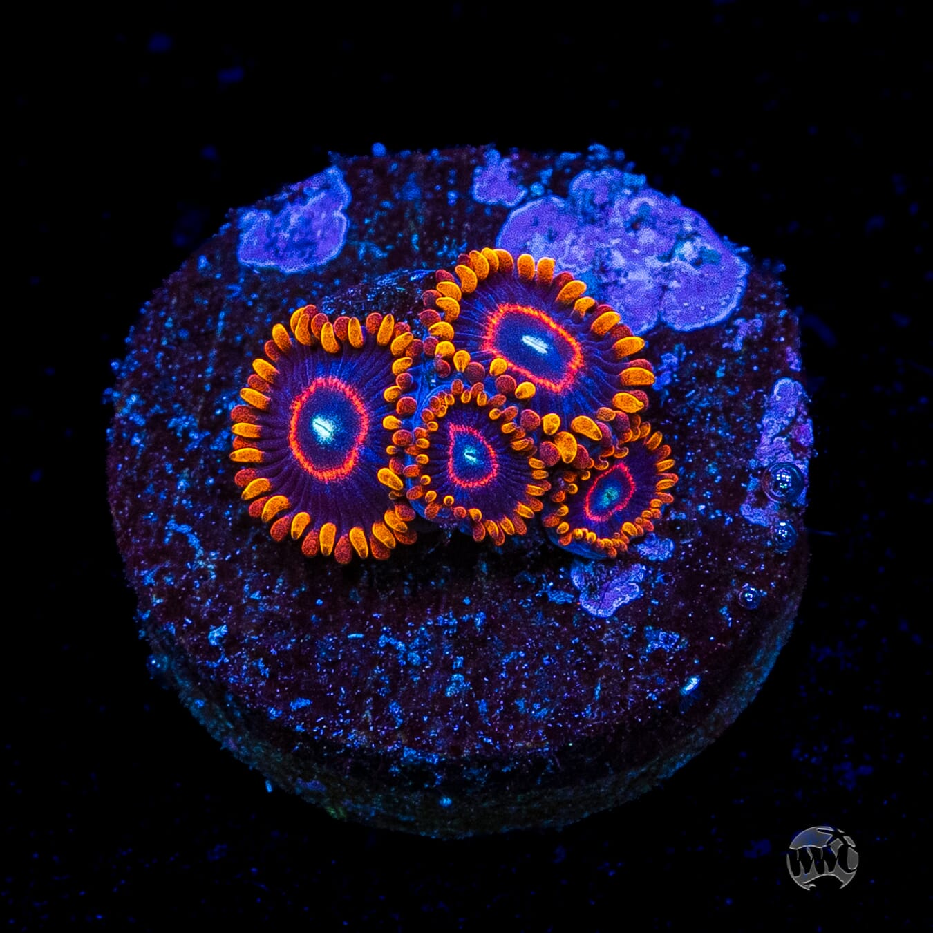 Red Hornet Zoanthids