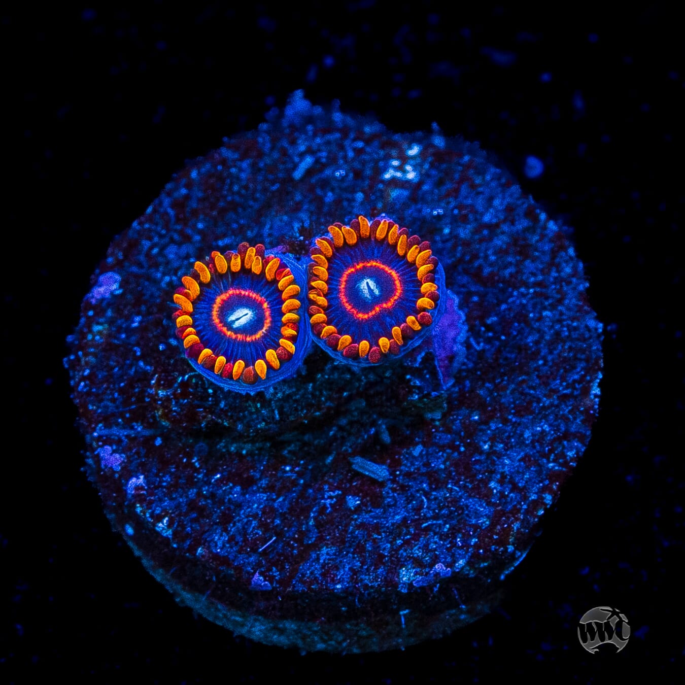 Red Hornet Zoanthids