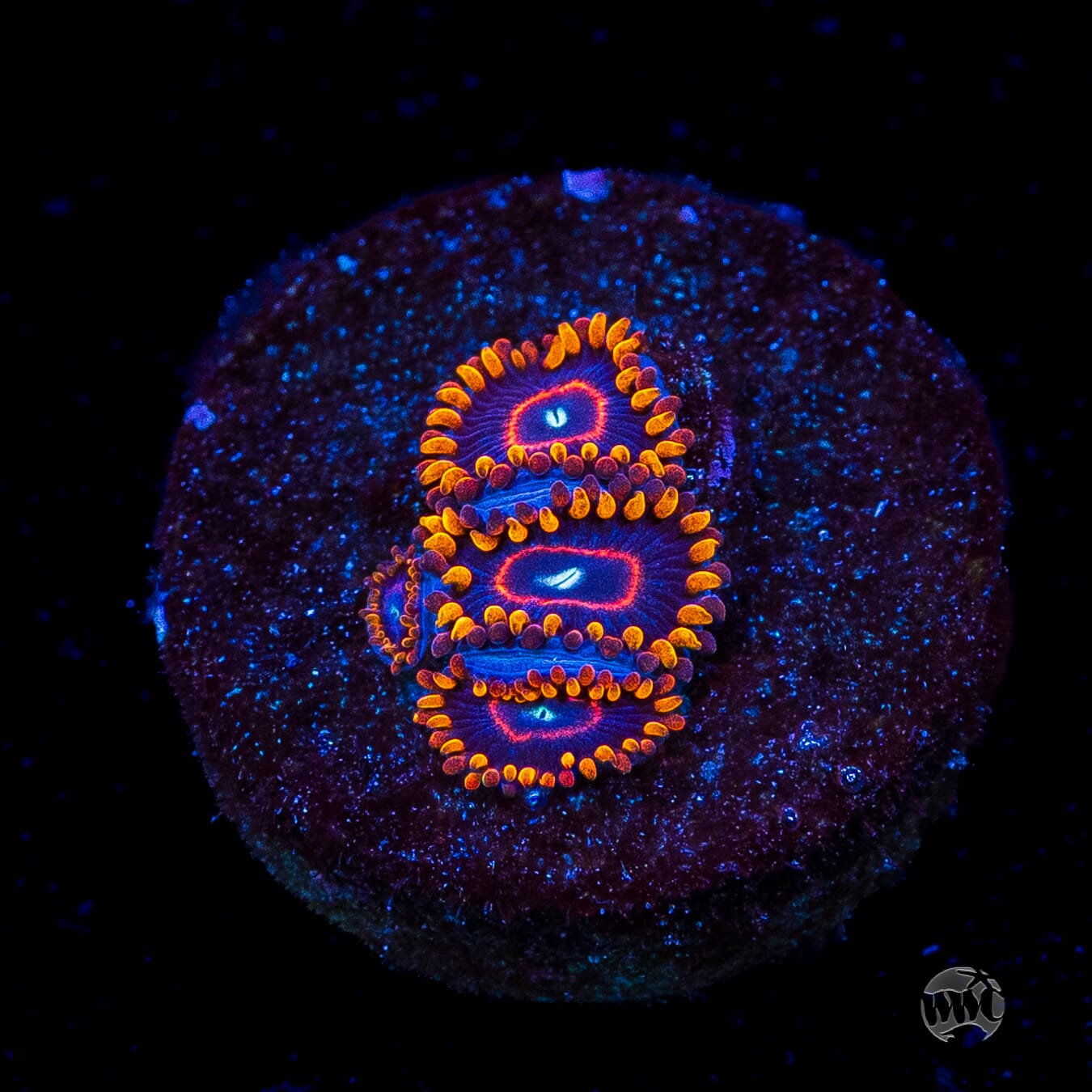 Red Hornet Zoanthids