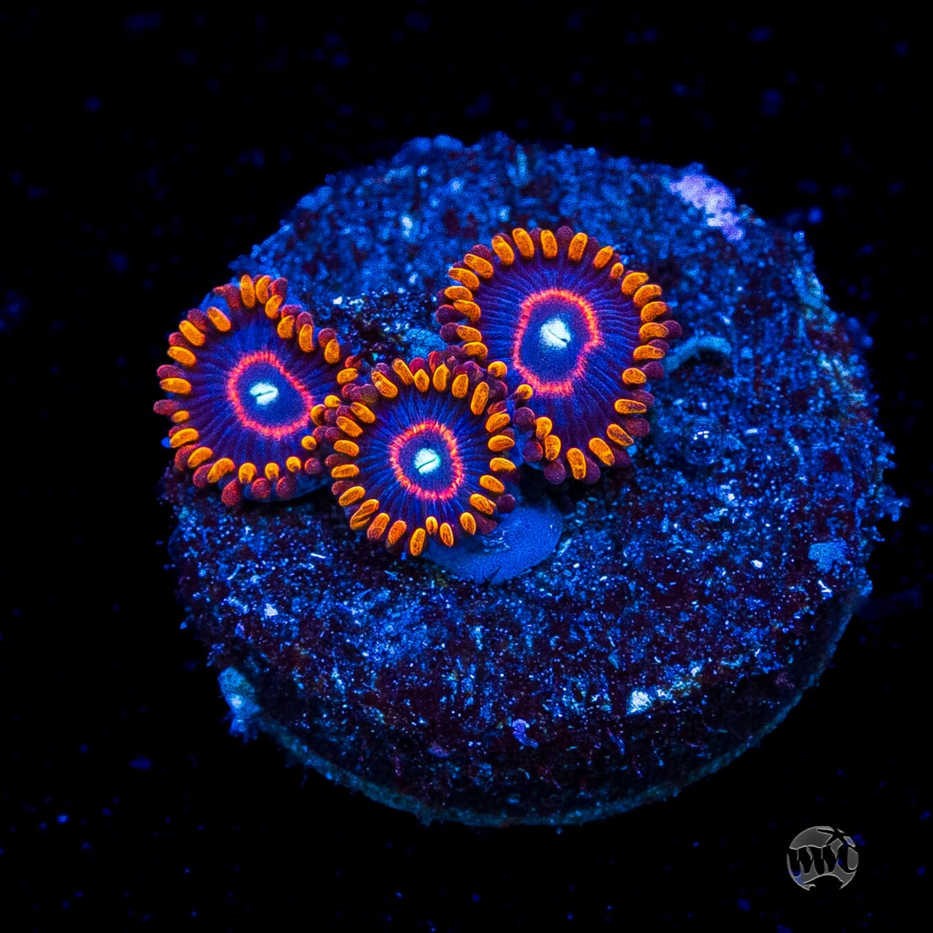 Red Hornet Zoanthids