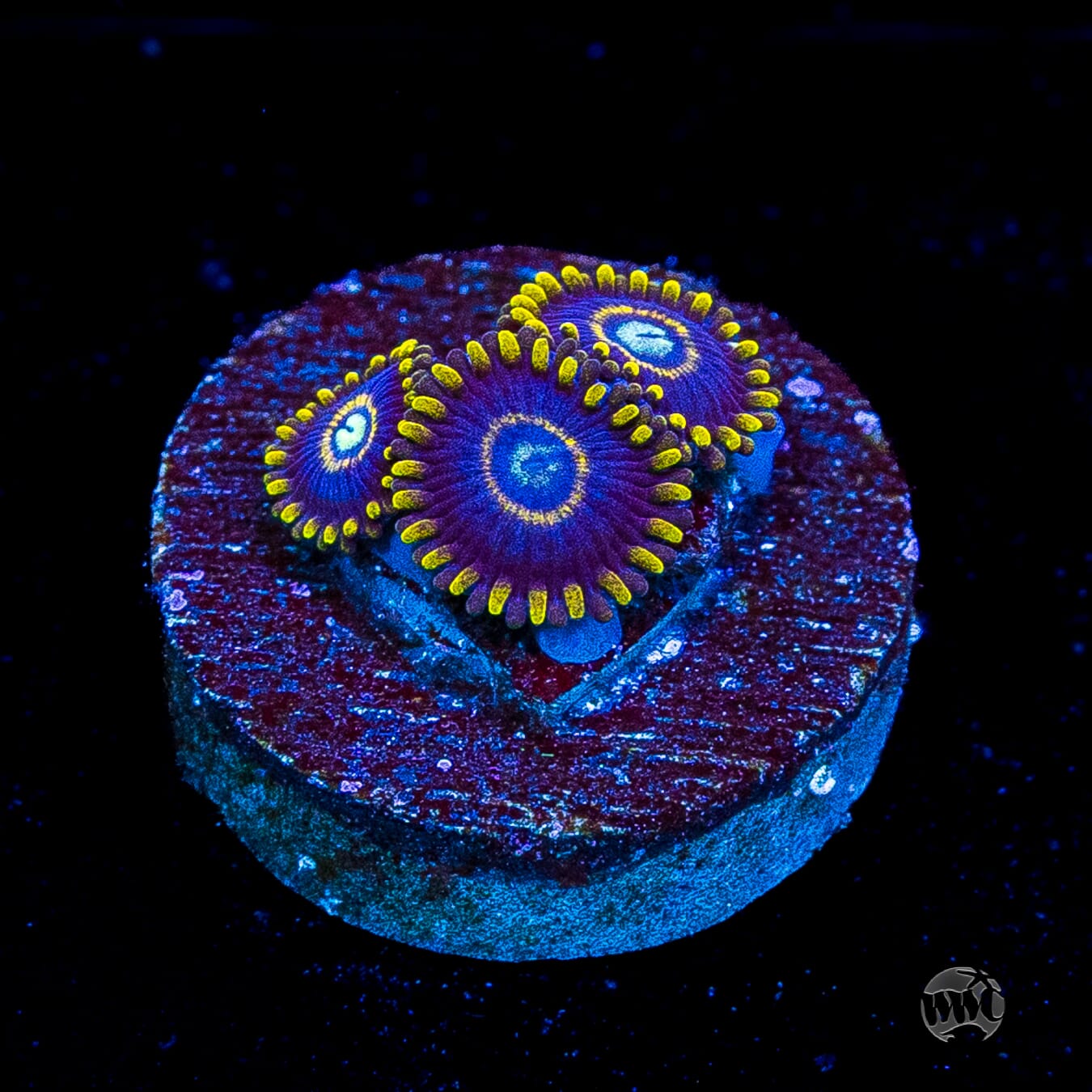 Blue Hornet Zoanthids