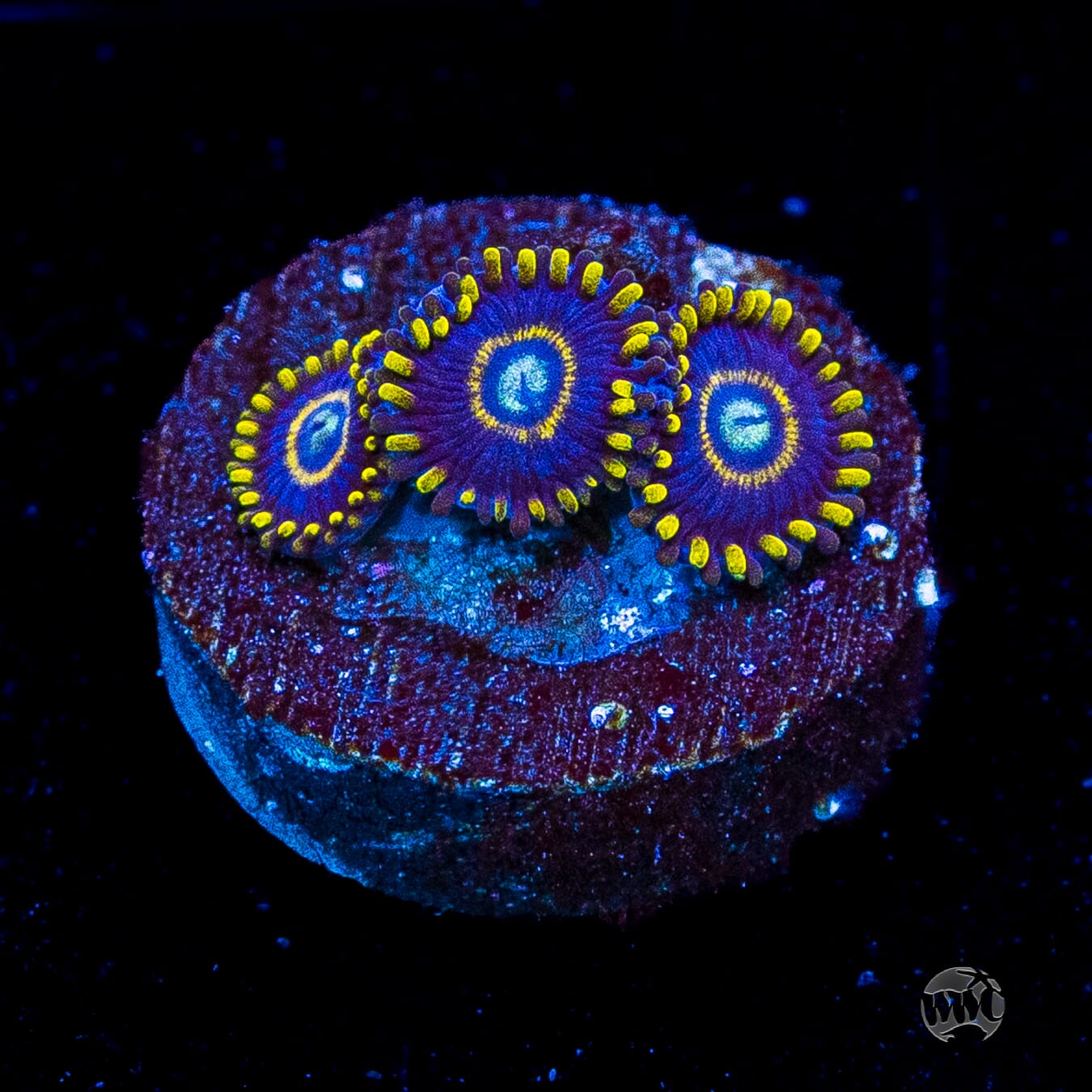Blue Hornet Zoanthids