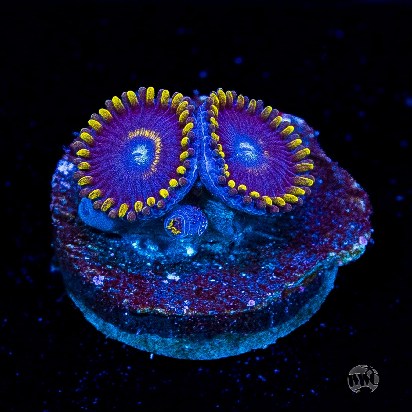 Blue Hornet Zoanthids