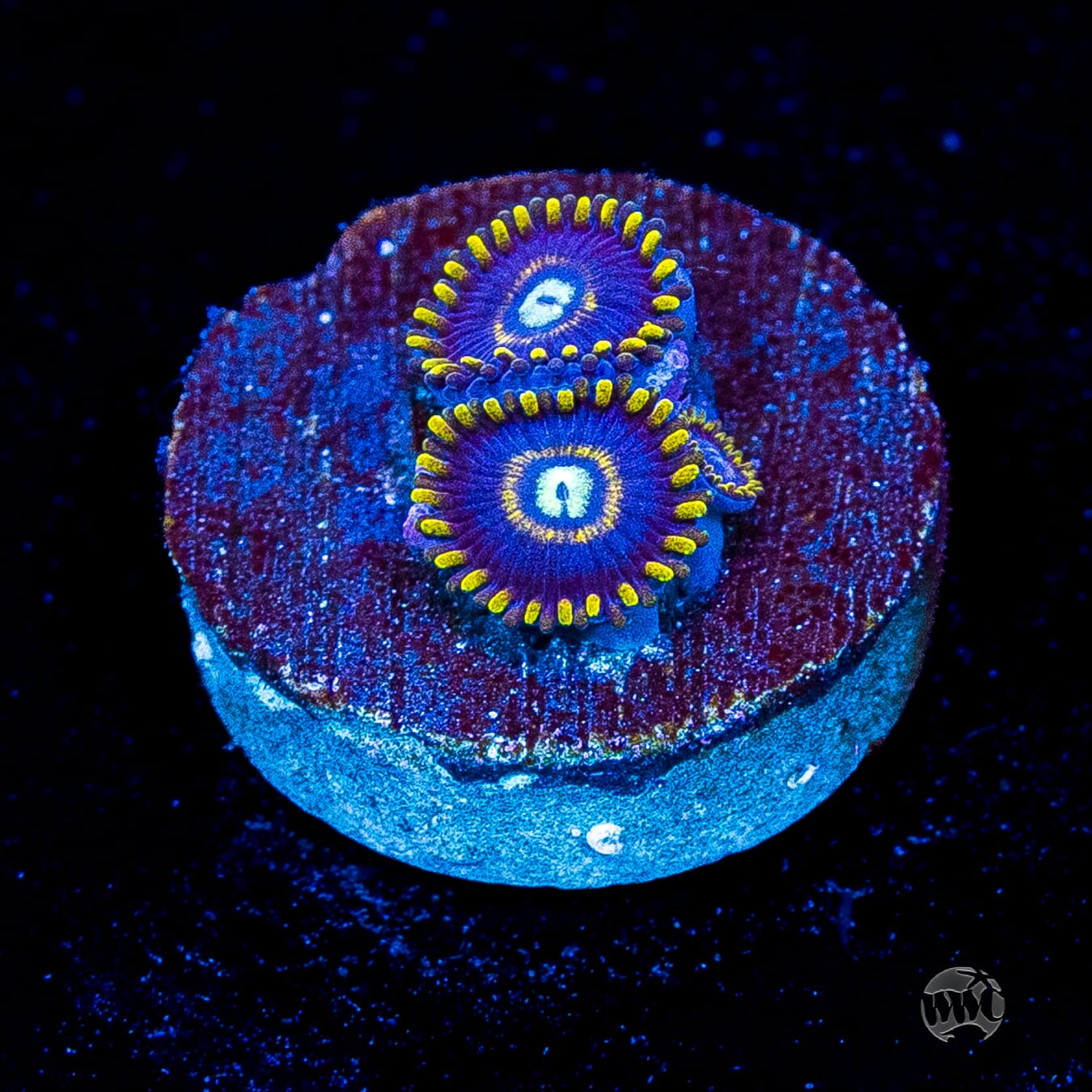 Blue Hornet Zoanthids