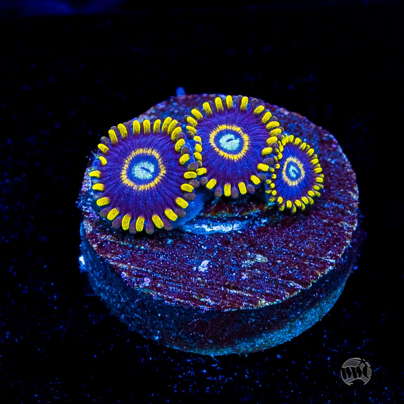 Blue Hornet Zoanthids