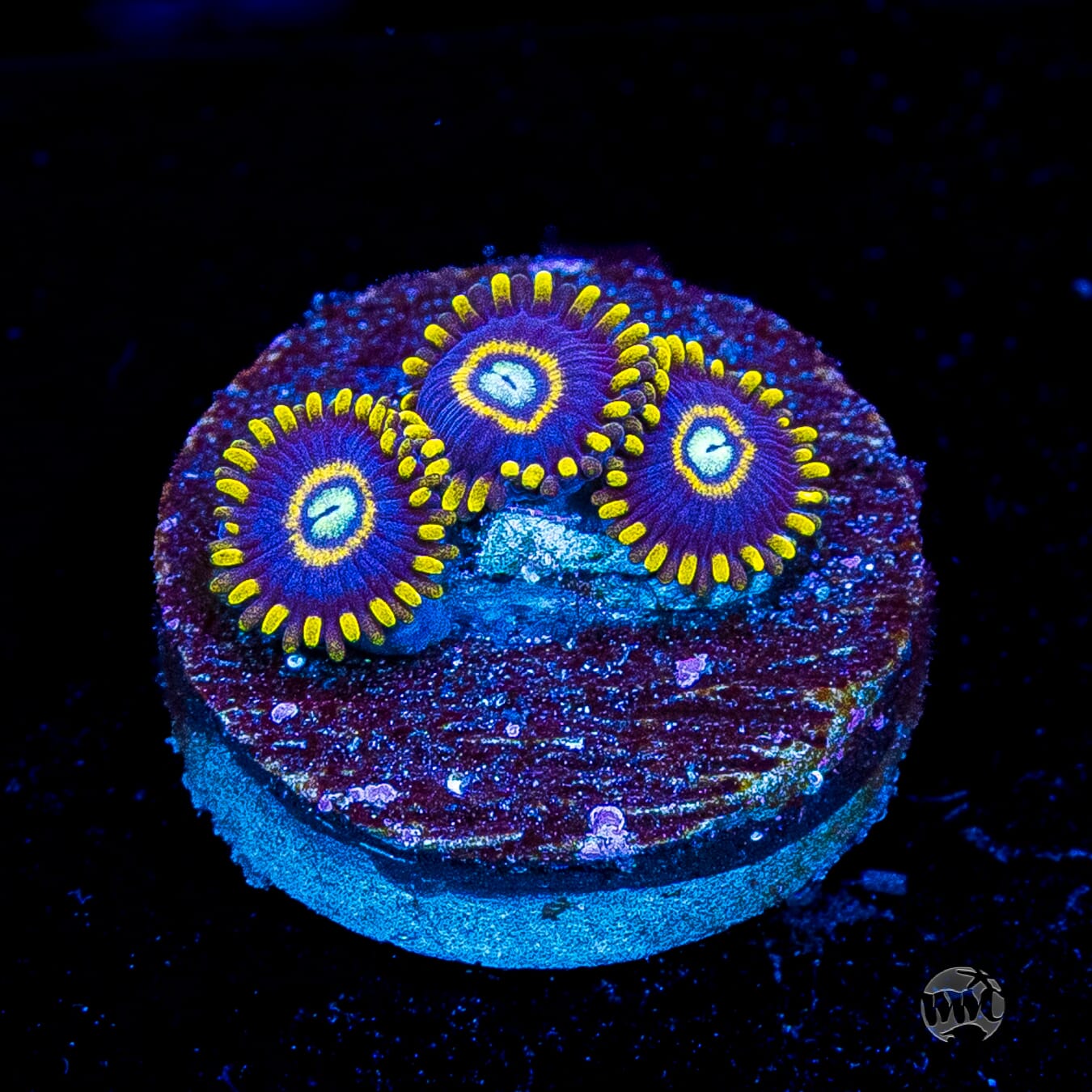 Blue Hornet Zoanthids