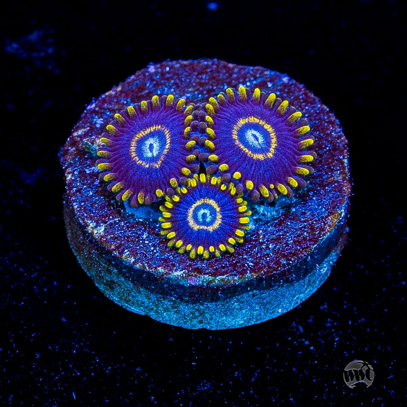 Blue Hornet Zoanthids