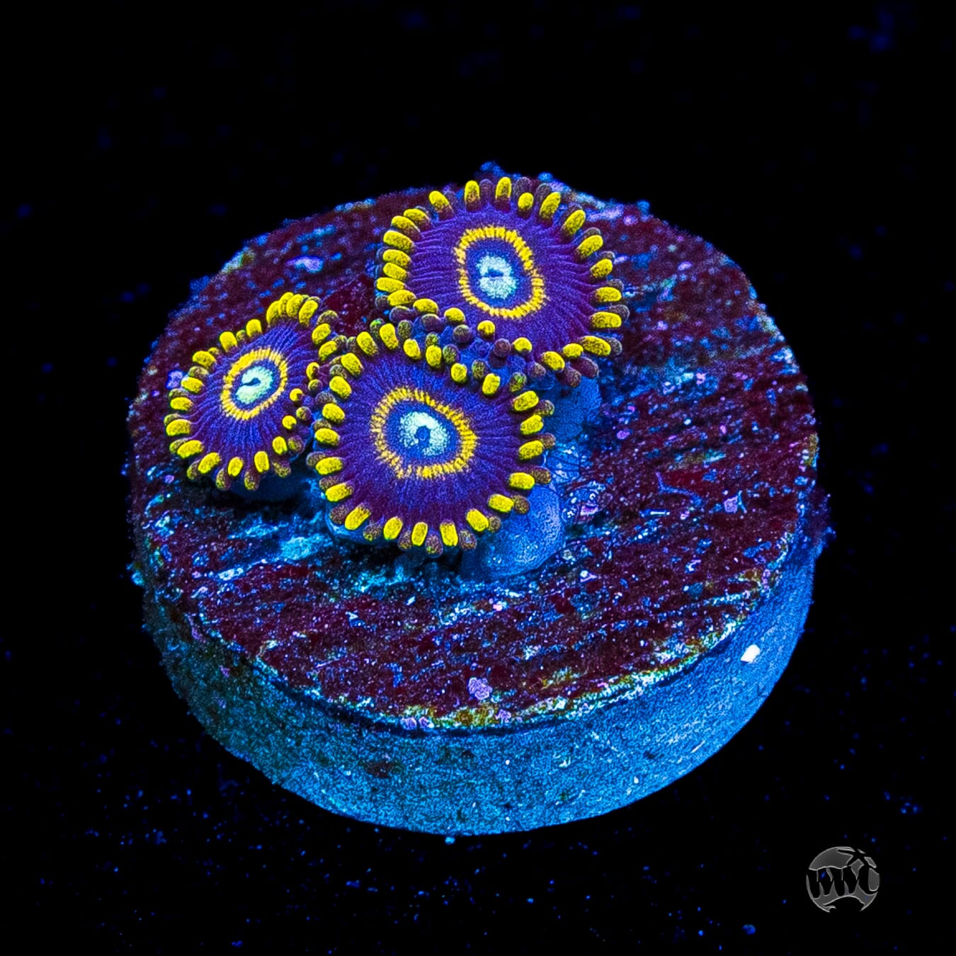 Blue Hornet Zoanthids