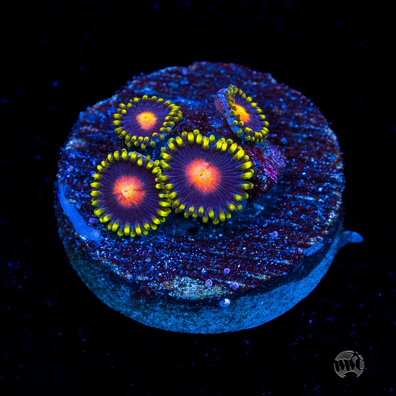 WWC Peacock Nipple Zoanthids