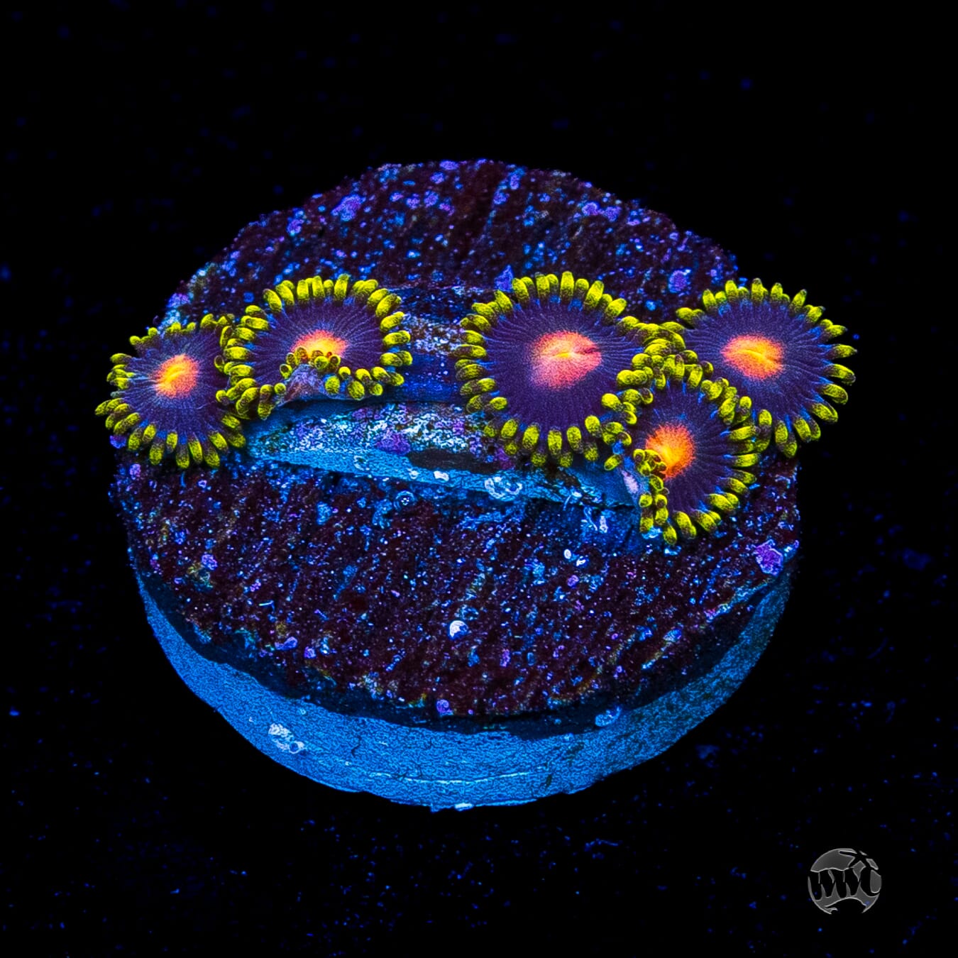 WWC Peacock Nipple Zoanthids