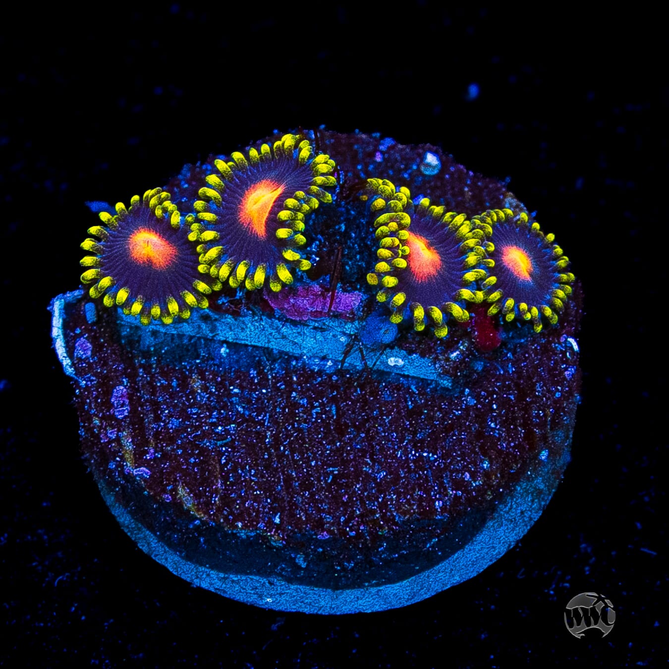 WWC Peacock Nipple Zoanthids
