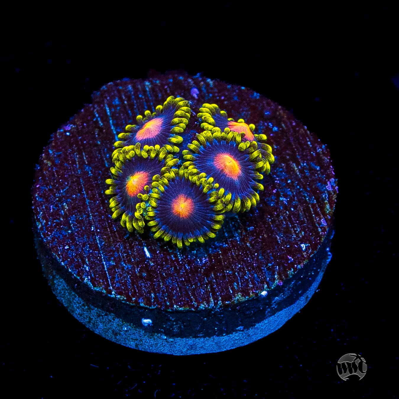 WWC Peacock Nipple Zoanthids