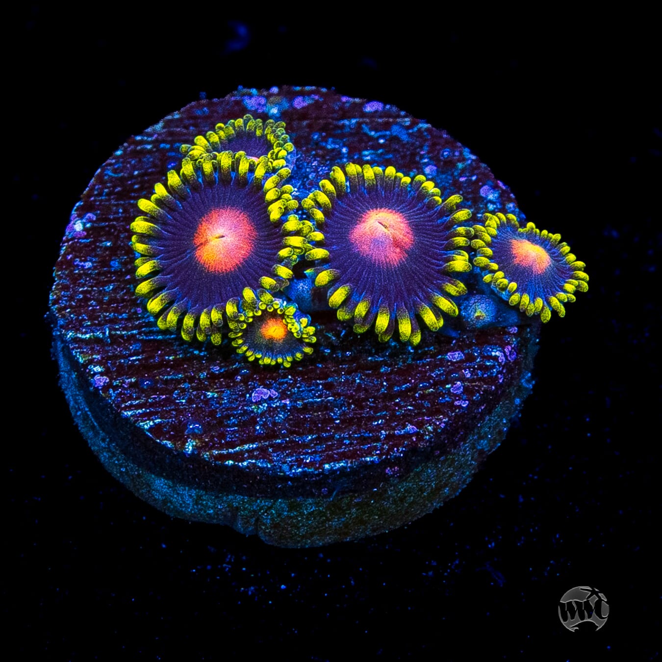 WWC Peacock Nipple Zoanthids