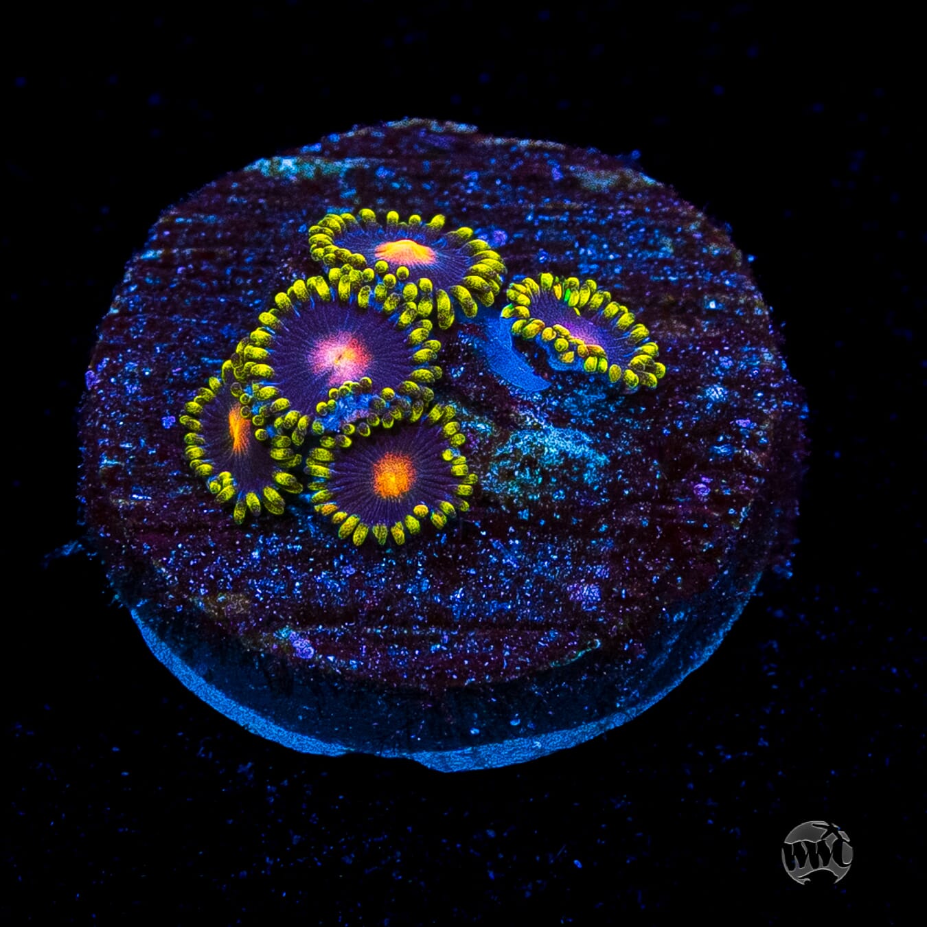 WWC Peacock Nipple Zoanthids