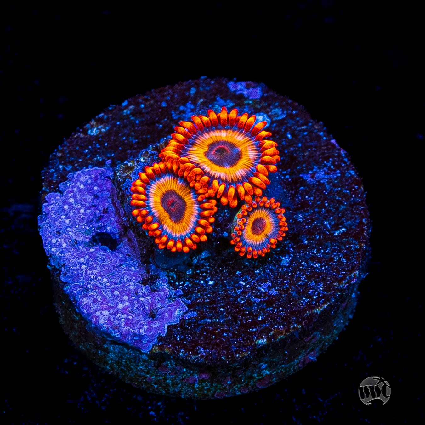 Oxide Zoanthids