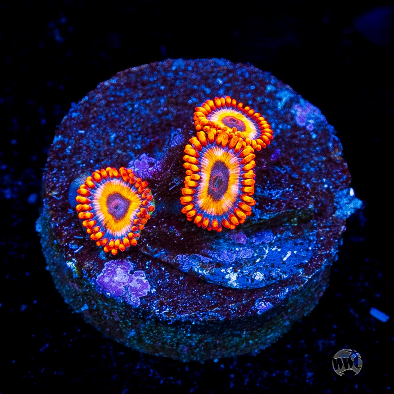 Oxide Zoanthids