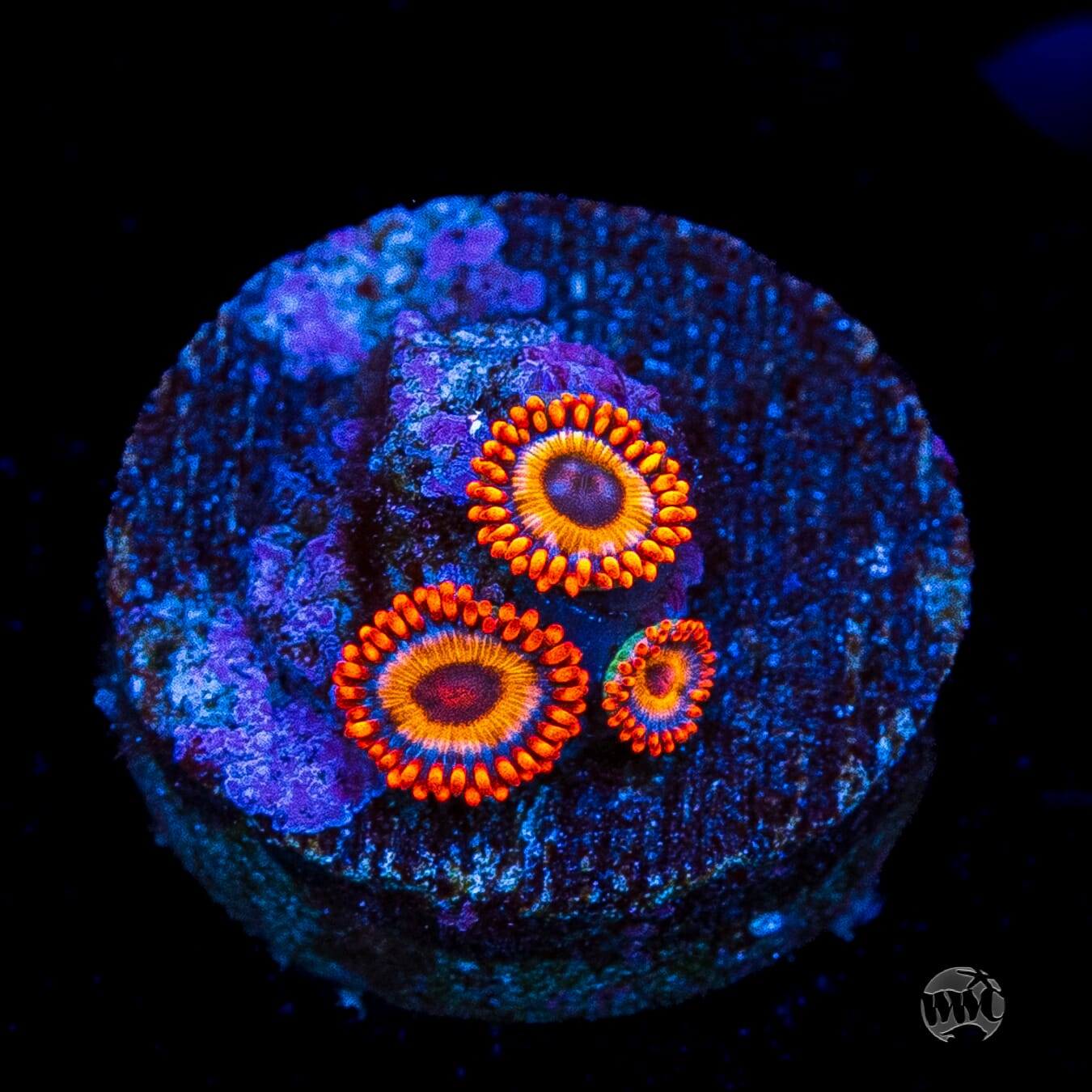Oxide Zoanthids