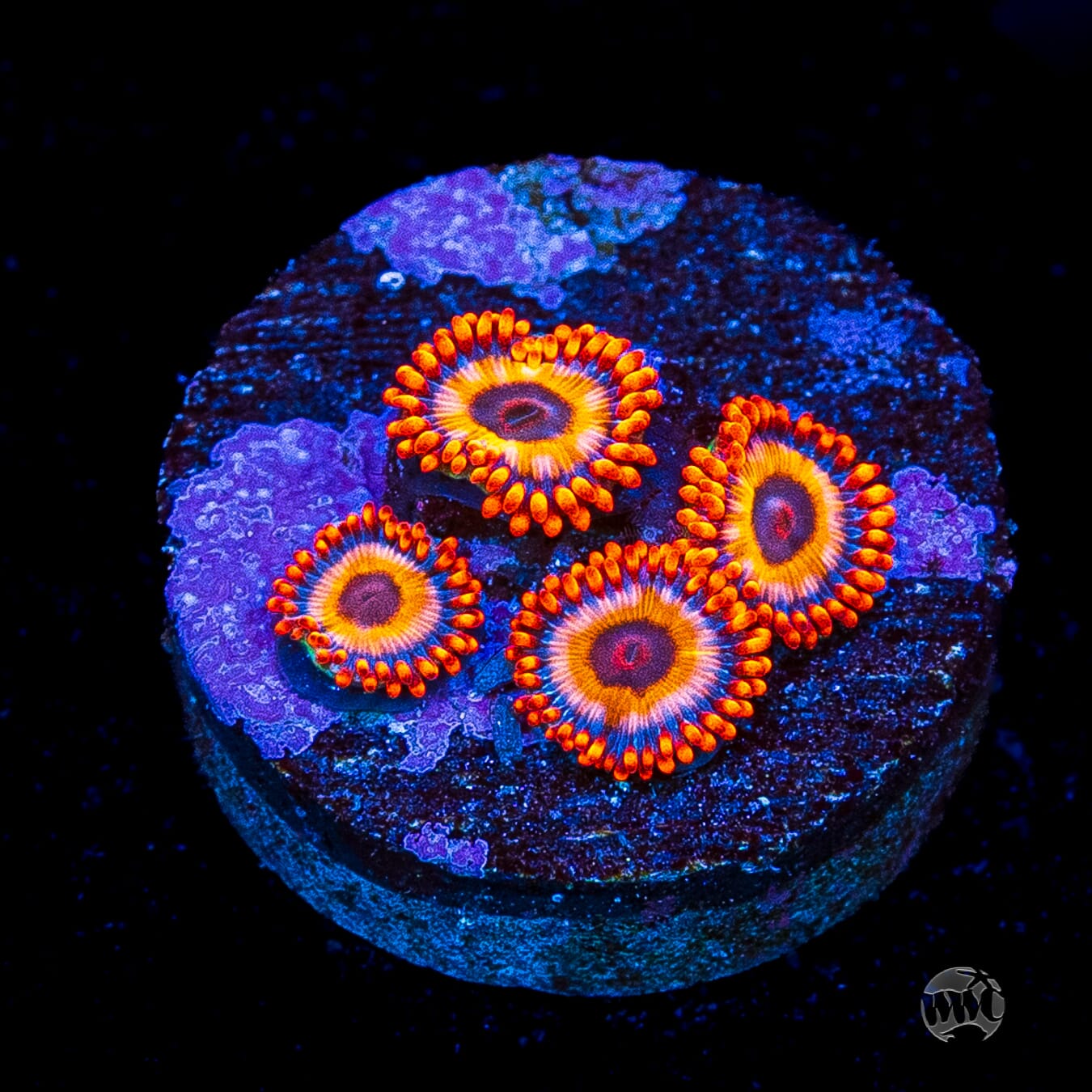Oxide Zoanthids