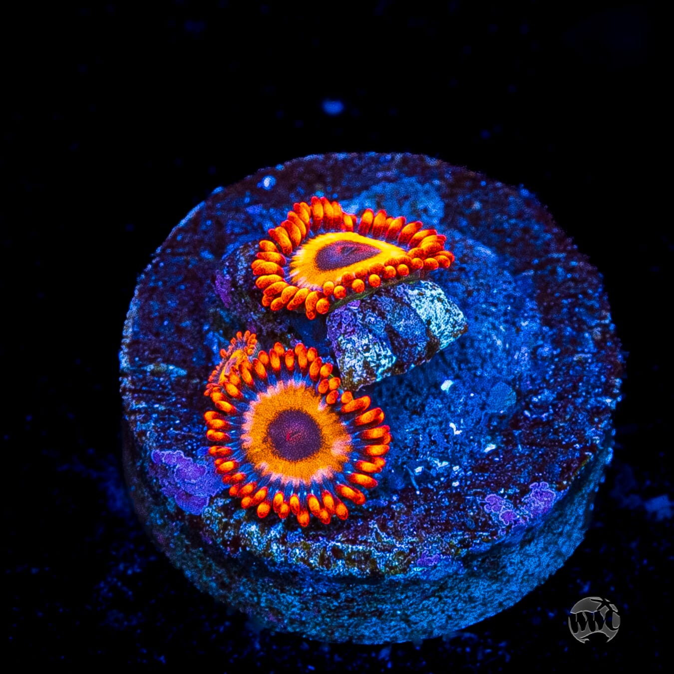 Oxide Zoanthids
