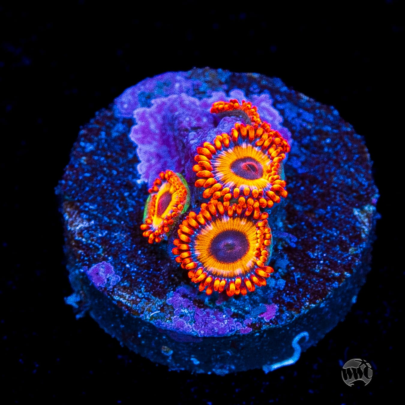 Oxide Zoanthids