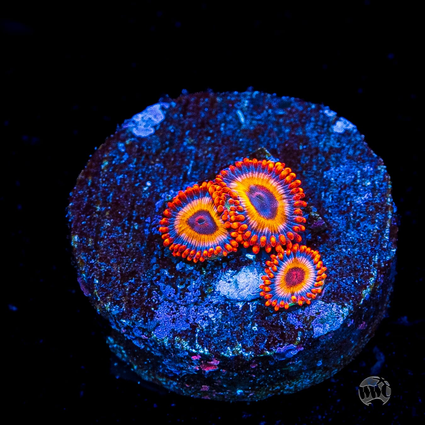 Oxide Zoanthids