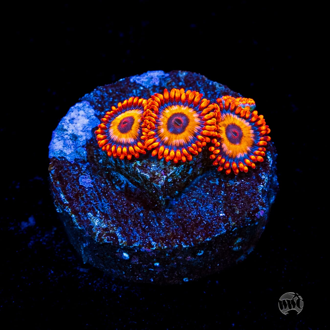 Oxide Zoanthids