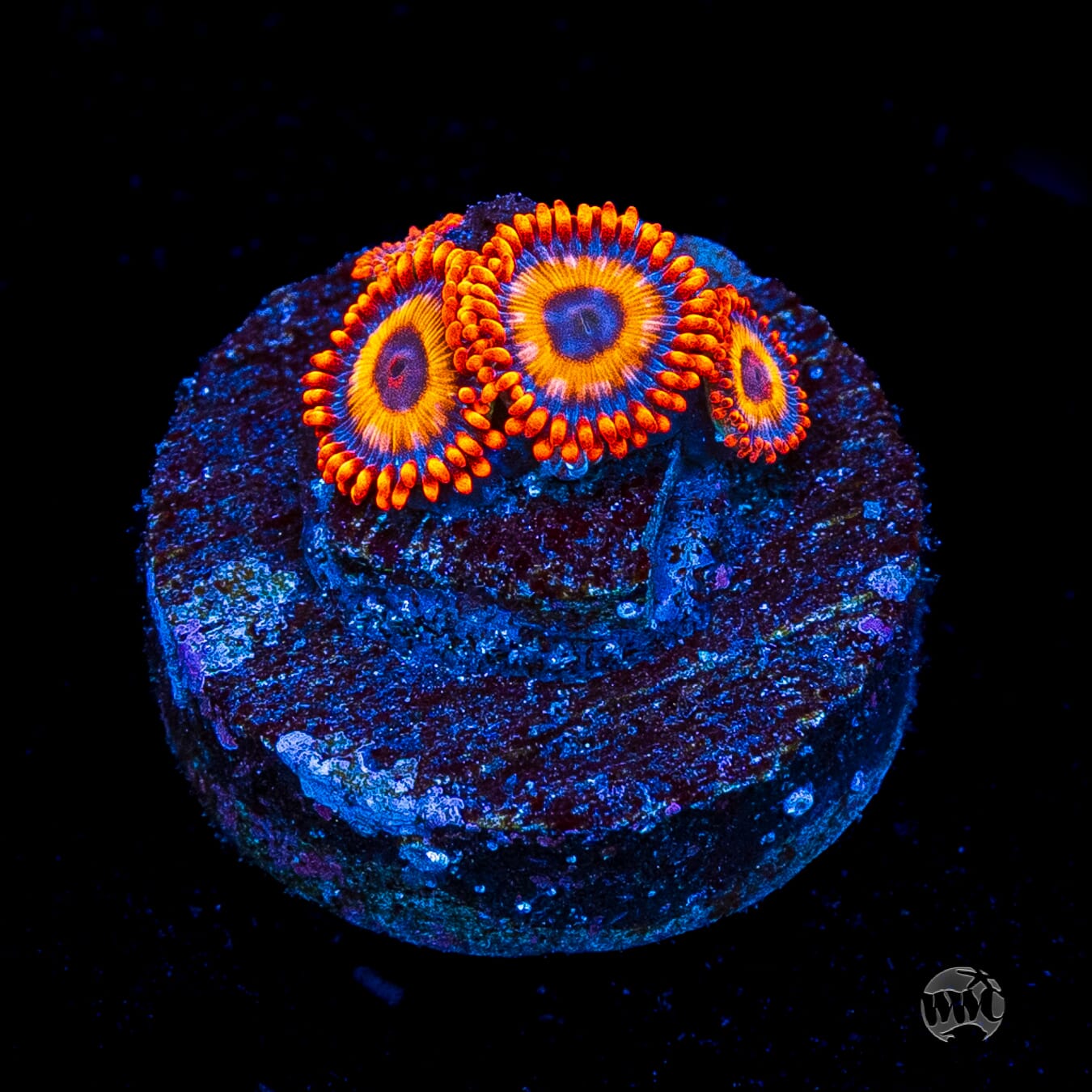 Oxide Zoanthids