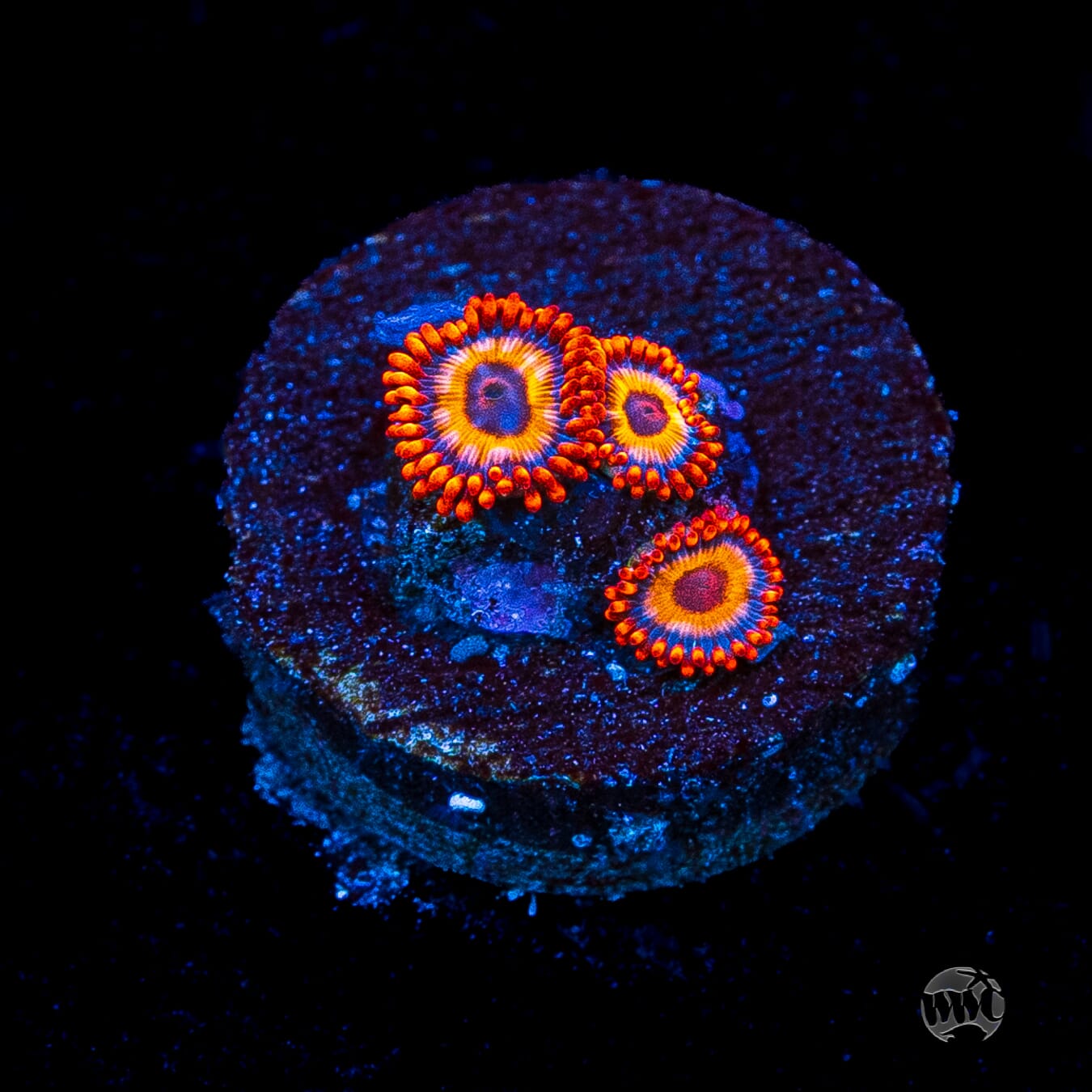 Oxide Zoanthids