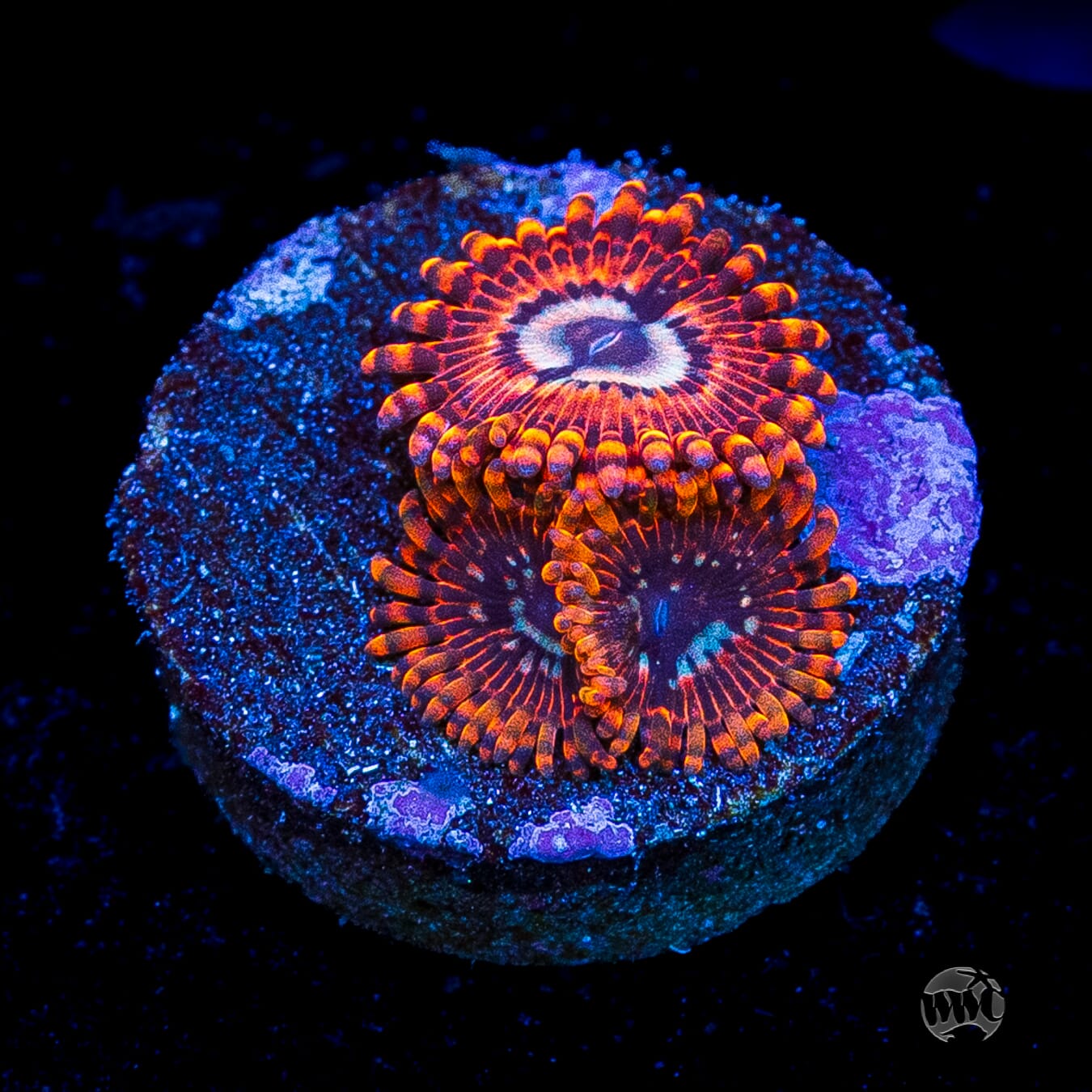Utter Peace Zoanthids