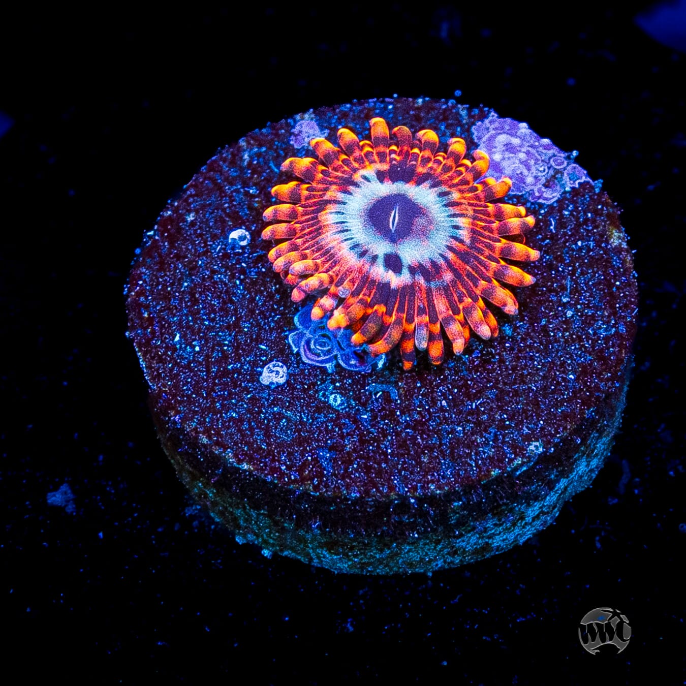 Utter Peace Zoanthids