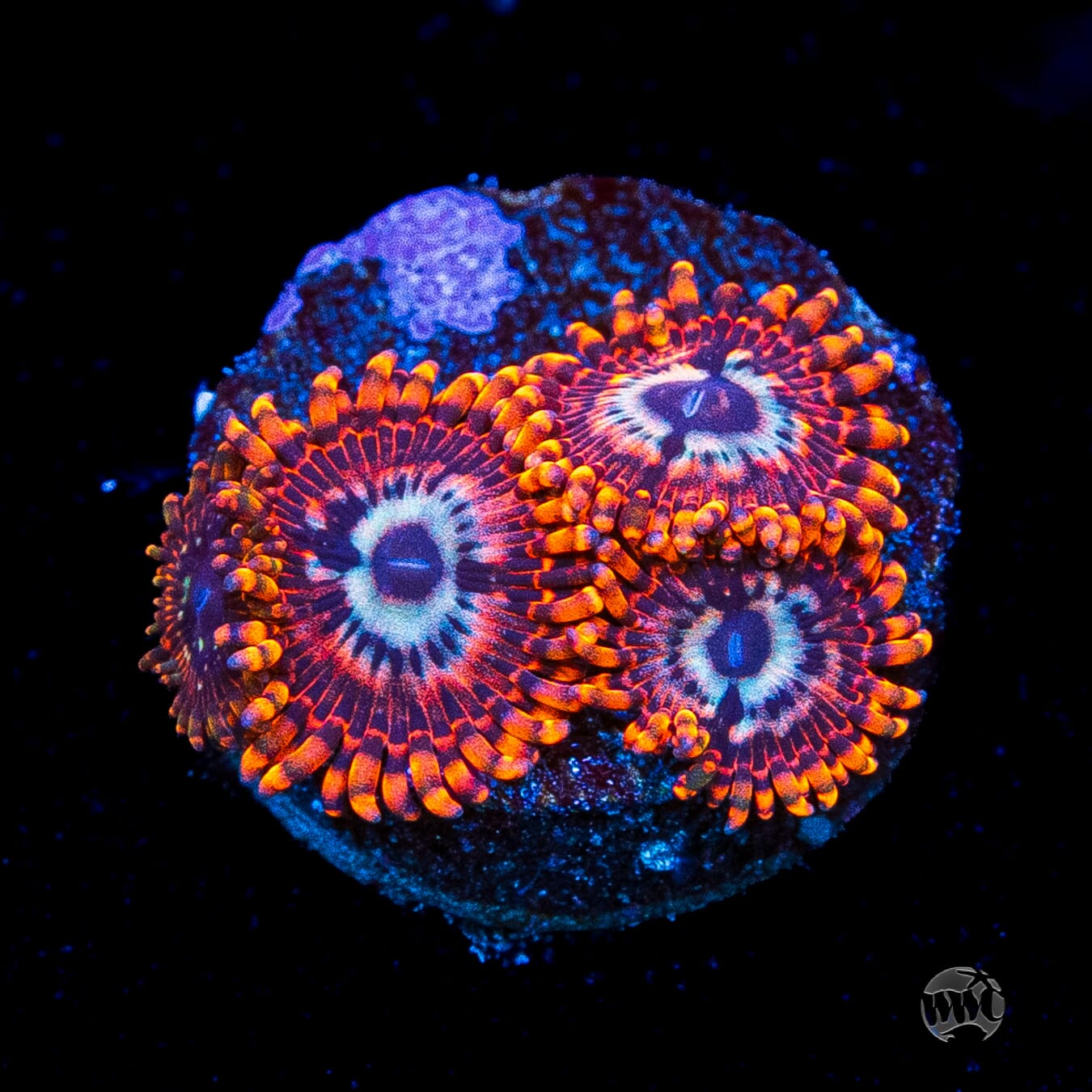 Utter Peace Zoanthids