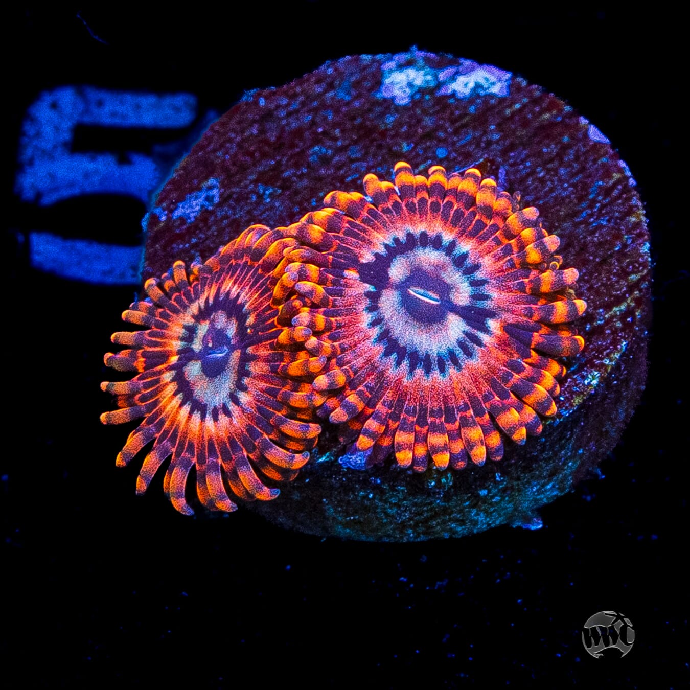 Utter Peace Zoanthids