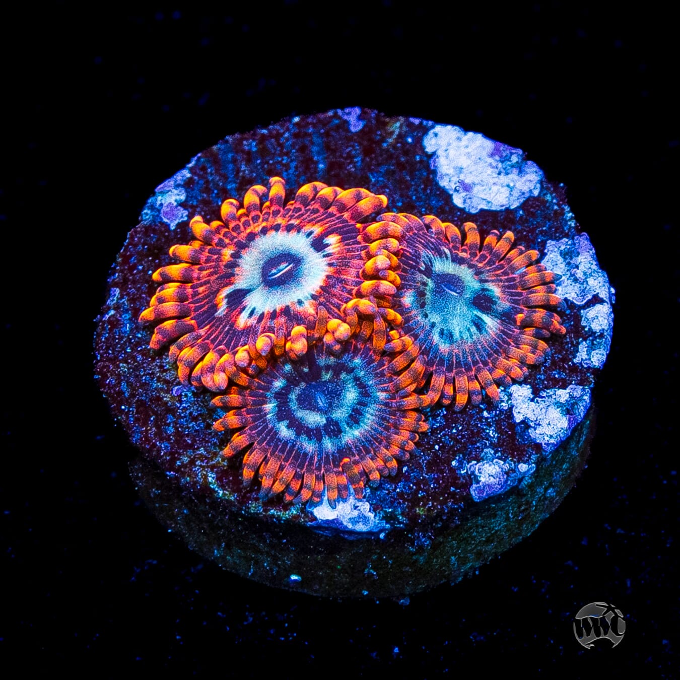 Utter Peace Zoanthids
