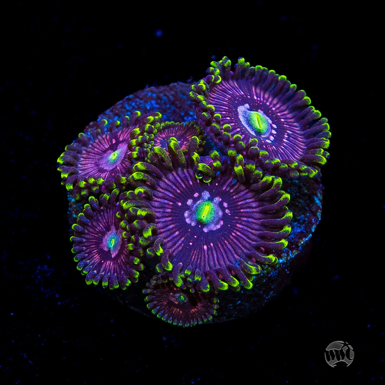 WWC Black Orchid Zoanthids