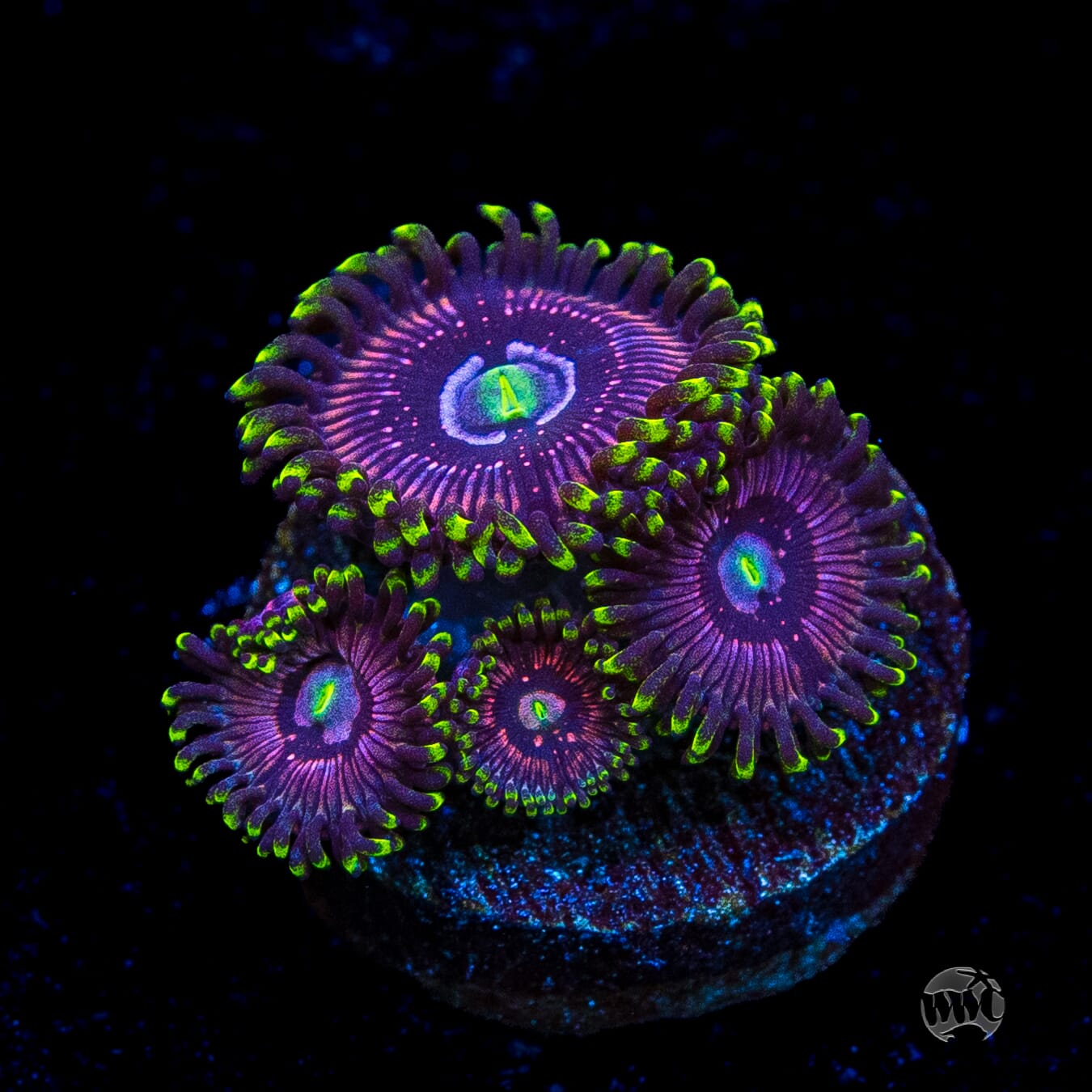 WWC Black Orchid Zoanthids