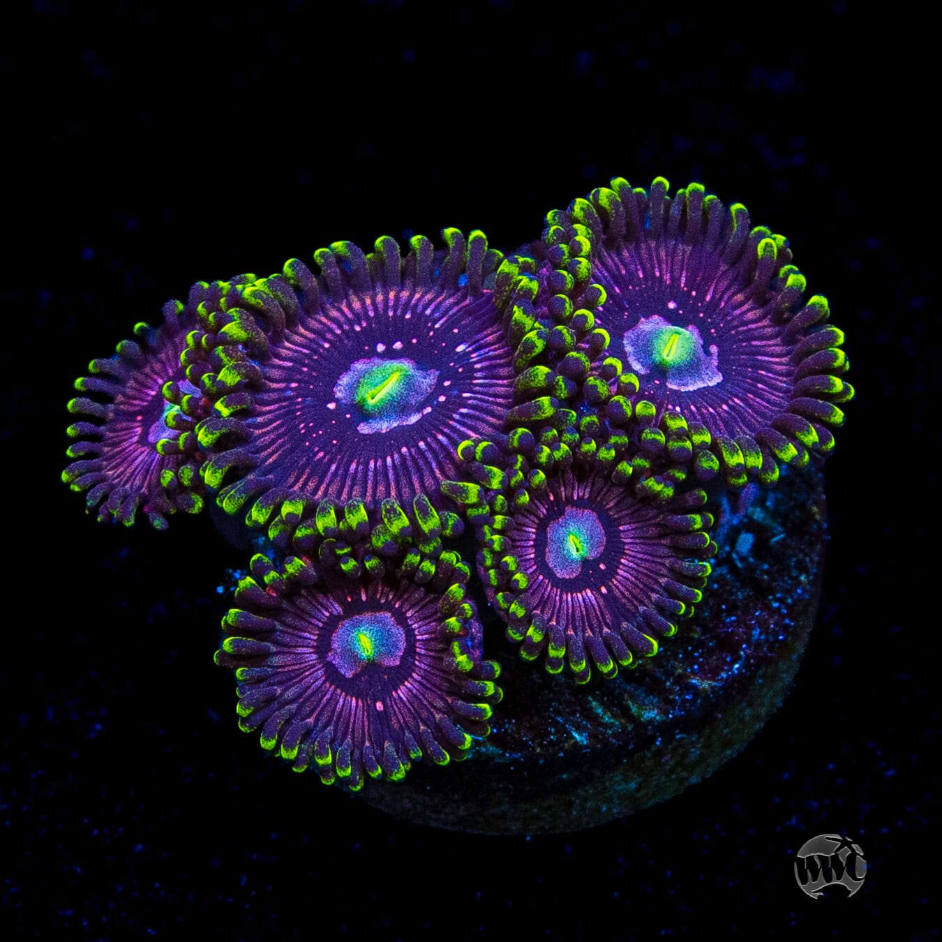 WWC Black Orchid Zoanthids