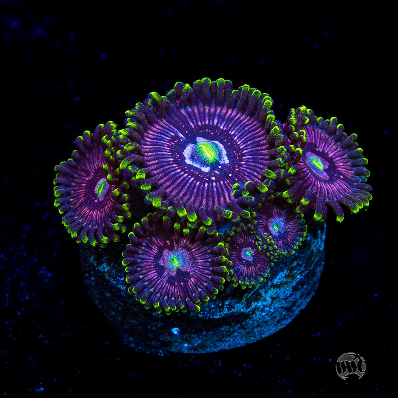 WWC Black Orchid Zoanthids