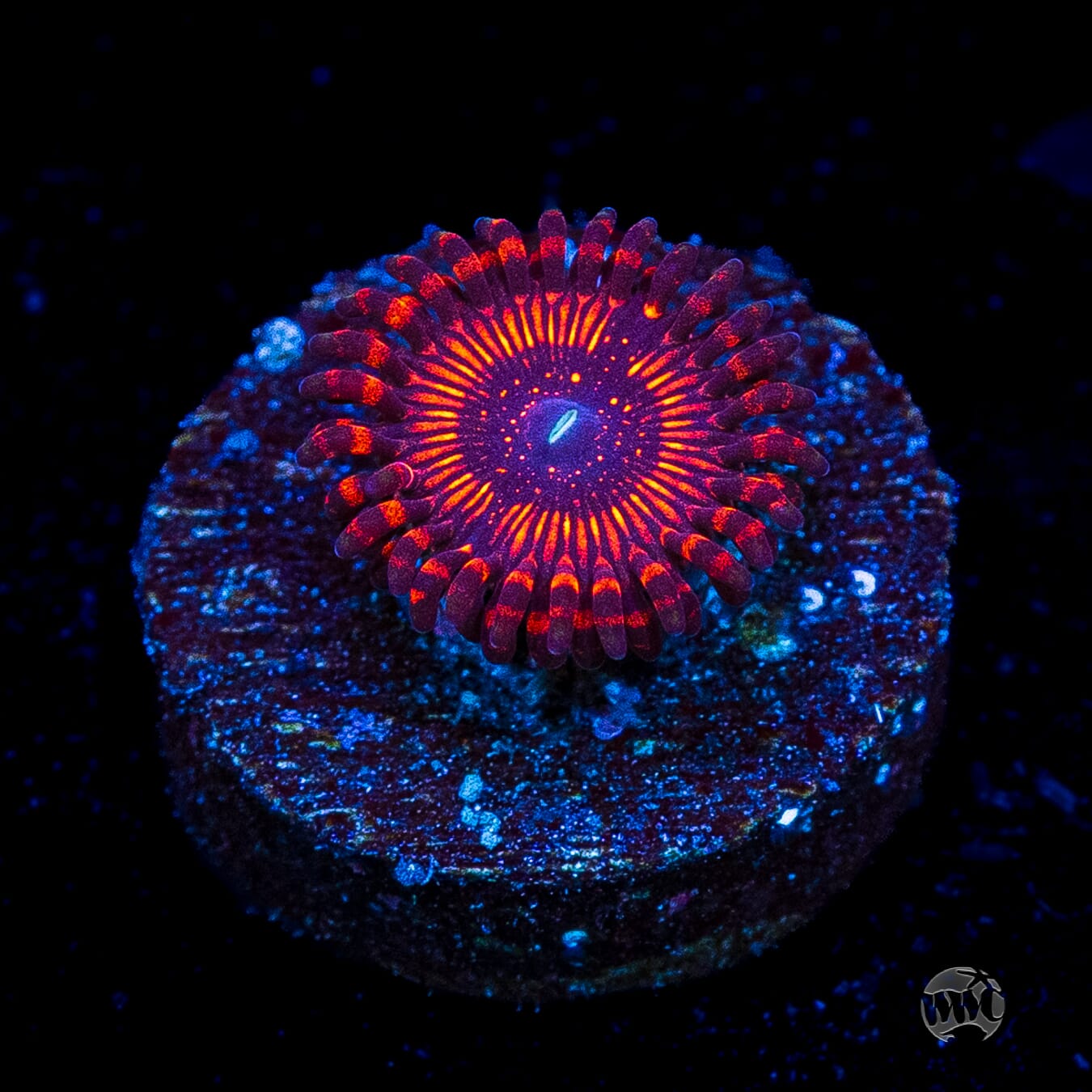 WWC Balrog Zoanthids