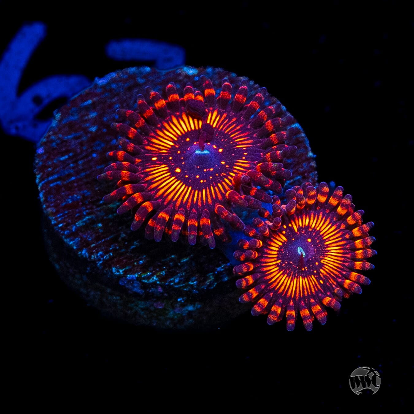 WWC Balrog Zoanthids