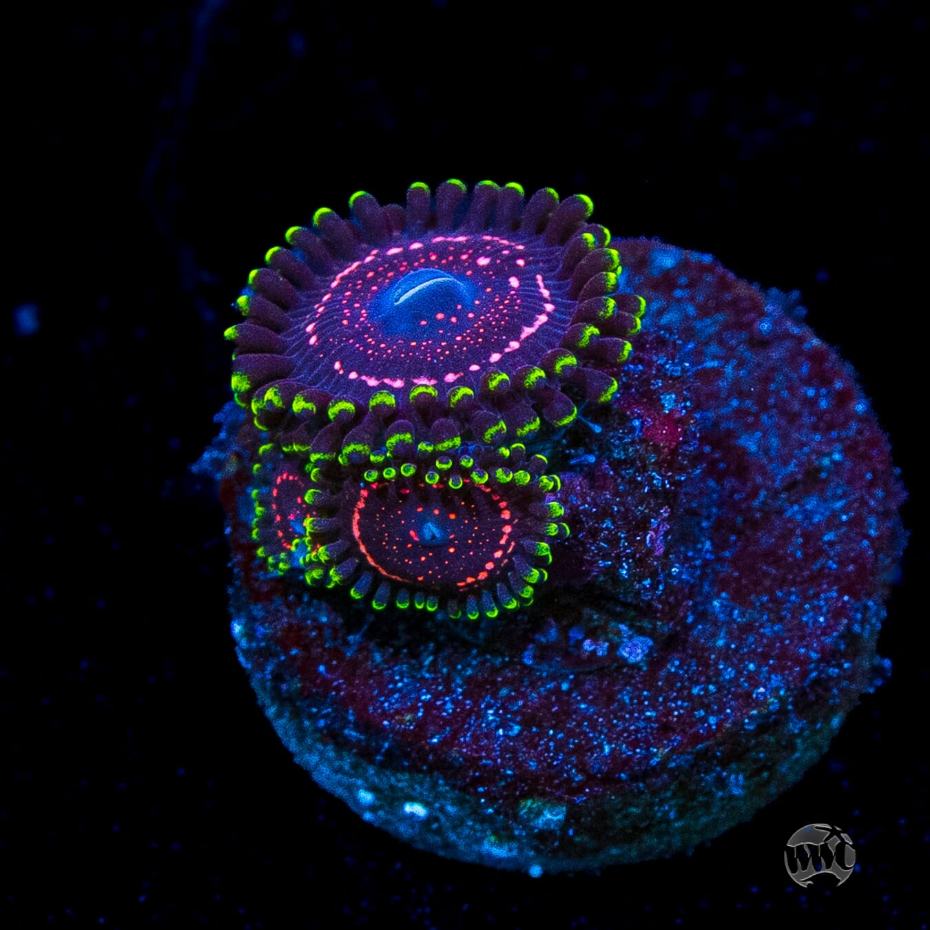 WWC Taser Zoanthids