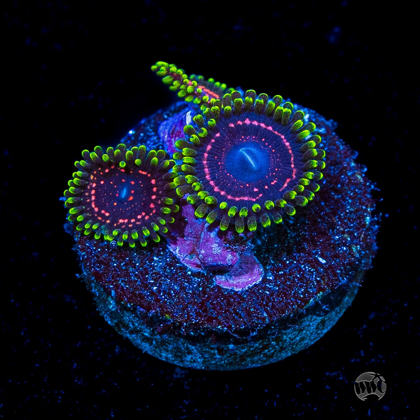 WWC Taser Zoanthids