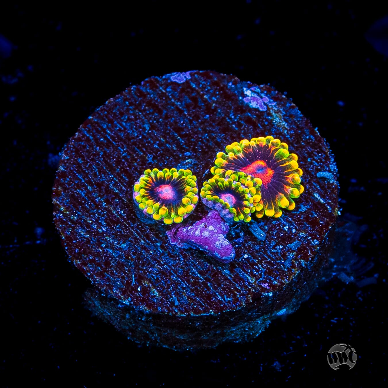 Mind Trick Zoanthids