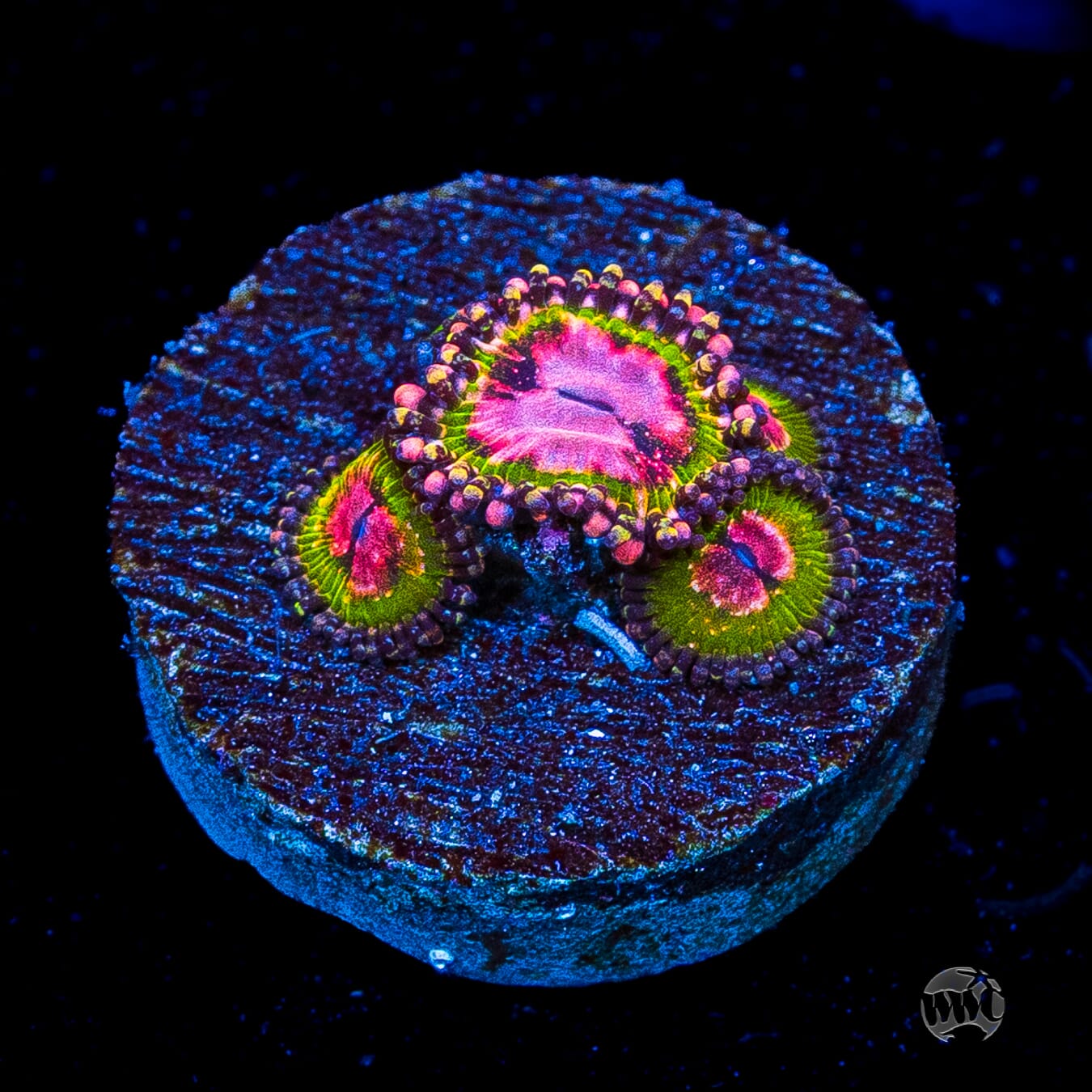WWC Pink Krakatoa Zoanthids